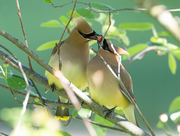 Cedar Waxwing, Bombycilla cedrorum, Franklin County, Ohio, June 1, 2020