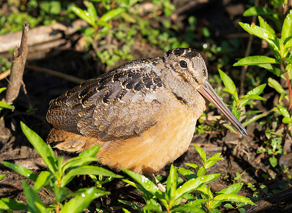 American Woodcock, Scolopax minor, Union County, Ohio, July 26, 2020