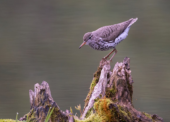Spotted Sandpiper, Actitis macularius, Hocking County, Ohio, May 11, 2021