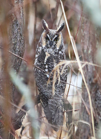Long-eared Owl, Ottawa County, Ohio, February 27, 2013