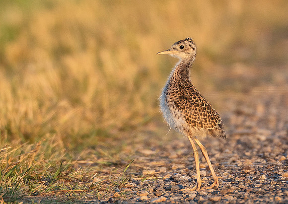 Upland Sandpiper, Bartramia longicauda (3)
