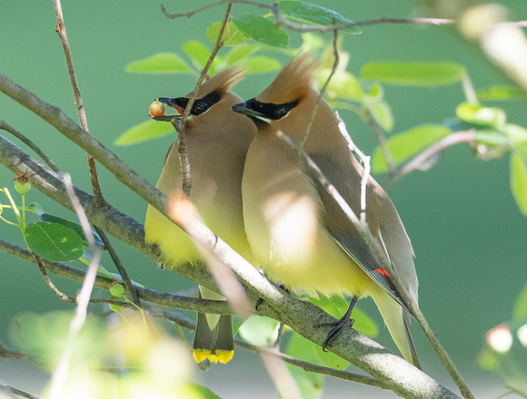 Cedar Waxwing, Bombycilla cedrorum, Franklin County, Ohio, June 1, 2020 (2)