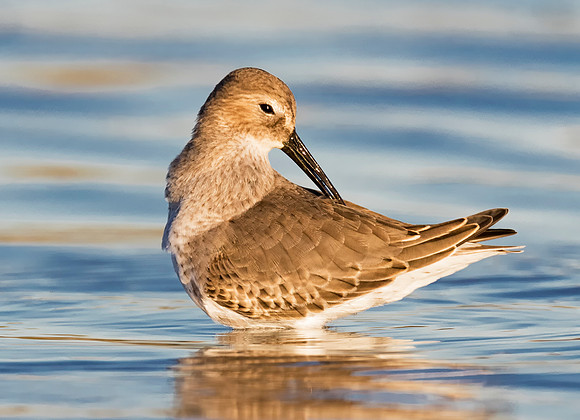 Dunlin, Calidris alpina. Maumee Bay State Park, Lucas County, Ohio. October 18, 2017