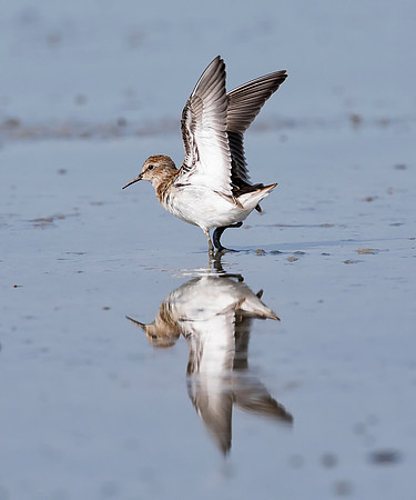 Least Sandpiper, Calidris minutilla