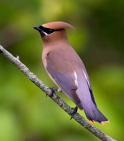 Cedar Waxwing, Bombycilla cedrorum, Cedar Bog, Champaign County, Ohio, June 8, 2021 (9)