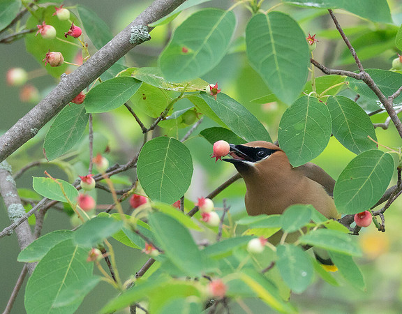 Cedar Waxwing, Bombycilla cedrorum, in serviceberry, Franklin County, Ohio, June 7, 2020