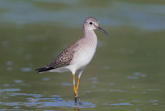 Lesser Yellowlegs, Tringa flavipes