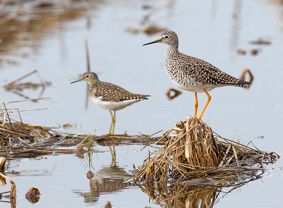 Lesser Yellowlegs, Solitary Sandpiper