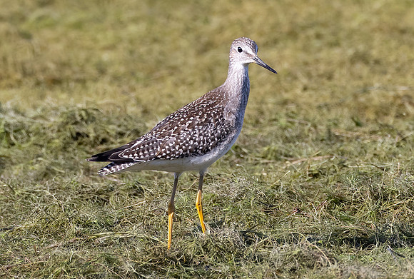 Lesser Yellowlegs, Tringa flavipes, Auglaize County, Ohio, September 1, 2021 (17)