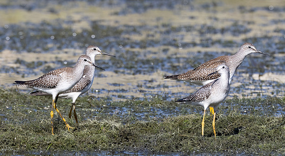 Lesser Yellowlegs, Tringa flavipes, Auglaize County, Ohio, September 1, 2021 (16)