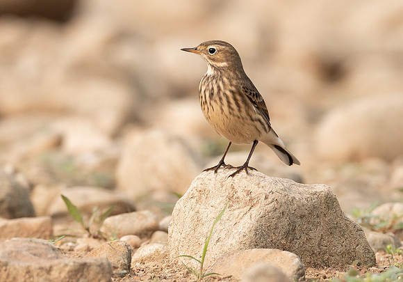 American Pipit,  Anthus rubescens, Delaware County, Ohio, September 15, 2020