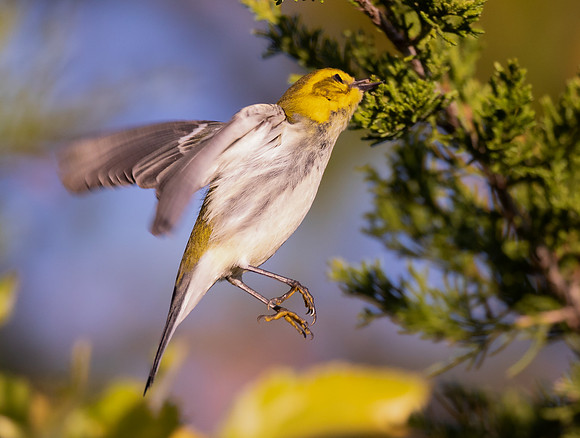 Black-throated Green Warbler, Setophaga virens, hover-gleaning, Delaware County, Ohio, September 26, 2020