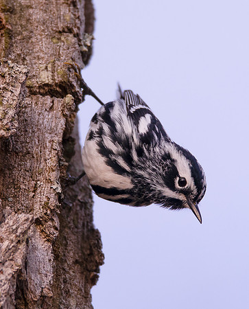 Black-and-white Warbler, Mniotilta varia, Scioto County, Ohio, April 13, 2021