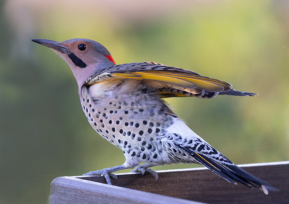 Northern Flicker, Colaptes auratus, Franklin County, Ohio, October 7, 2020