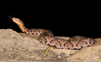 Northern Copperhead, Agkistrodon contortrix, juvenile, Scioto County, Ohio, September 15, 2018 (2)
