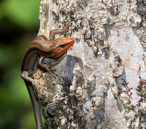 Five-lined Skink, Plestiodon fasciatus, Champaign County, Ohio, June 2, 2019 (2)