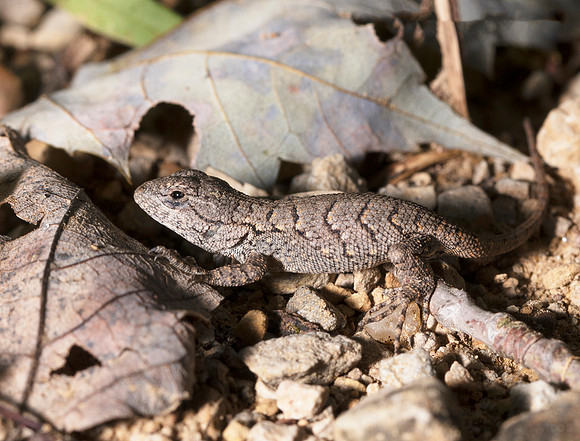 Eastern Fence Lizard, Sceloporus undulatus, Scioto County, Ohio, September 2, 2018