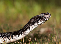 Timber Rattlesnake, Crotalus horridus, Shawnee State Forest, Scioto Co., OH September 2, 2018 (26)