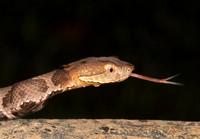 Northern Copperhead, Agkistrodon contortrix, juvenile, Scioto County, Ohio, September 15, 2018
