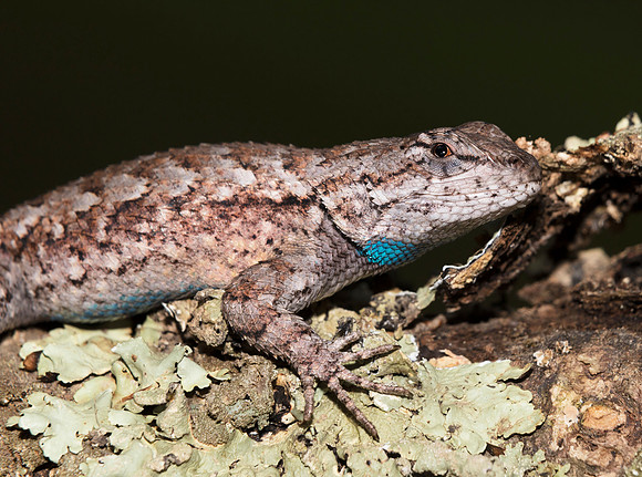 Eastern Fence Lizard, Sceloporus undulatus, Scioto County, Ohio, September 2, 2018 (2)