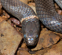 Ring-necked Snake, Diadophis punctatus, immediately pre-shed, Scioto County, Ohio, June 6, 2019