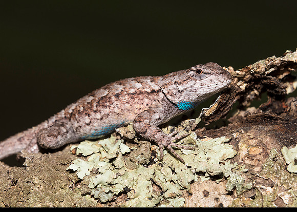 Eastern Fence Lizard, Sceloporus undulatus, Scioto County, Ohio, September 2, 2018 (3)