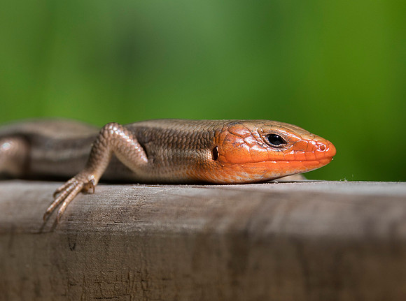 Five-lined Skink, Plestiodon fasciatus, Champaign County, Ohio, June 2, 2019