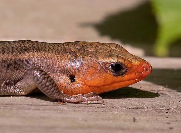 Five-lined Skink, Plestiodon fasciatus, Champaign County, Ohio, June 8, 2021 (22)