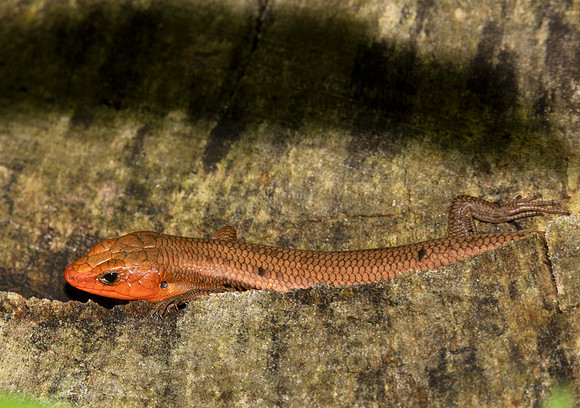 Five-lined Skink, Plestiodon fasciatus, Champaign County, Ohio, June 4, 2020