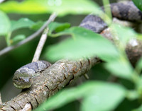 Northern Watersnake, Nerodia sipedon, Champaign County, Ohio, June 4, 2020