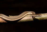 Queensnake, Regina septemvittata, Scioto County, Ohio, May 25, 2020