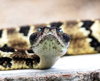 Timber Rattlesnake, Crotalus horridus, Shawnee State Forest, Scioto Co., OH August 24, 2019 (72)
