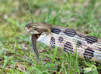 Timber Rattlesnake, Crotalus horridus, with chipmunk, Scioto County, Ohio, June 6, 2019