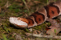 Northern Copperhead, Sistrurus catenatus, Scioto County, Ohio, September 2, 2018