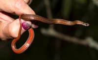 Red-bellied Snake, Storeria occipitomaculata, Cranberry Glades, West Virginia, May 9, 2019
