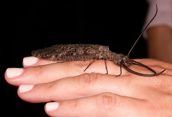 Dobsonfly, Corydalus cornutus, Highland County, Ohio, July 17, 2021 (20)