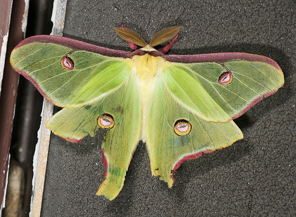 Luna Moth, Actias luna, Fayette County, West Virginia, April 27, 2014