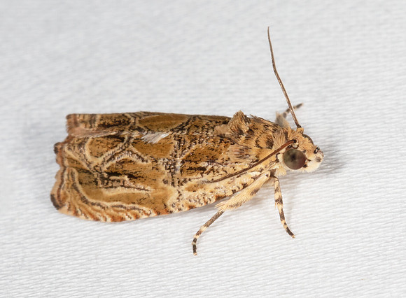 Raspberry Leafroller Moth, Olethreutes permundana, , Crawford County, Ohio, July 7, 2020