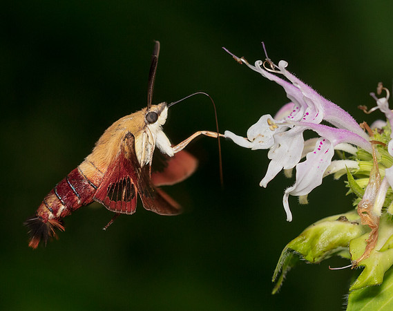 Hummingbird Clearwing Moth, Hemaris thysbe, Hocking County, Ohio, July 23, 2016
