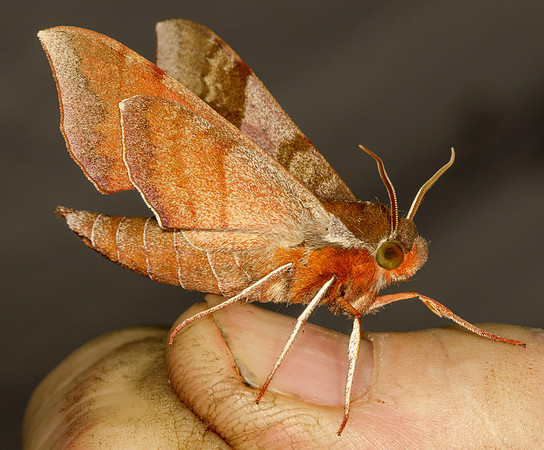 Azalea Sphinx, Darapsa choerilus, Highland County, Ohio, July 17, 2020