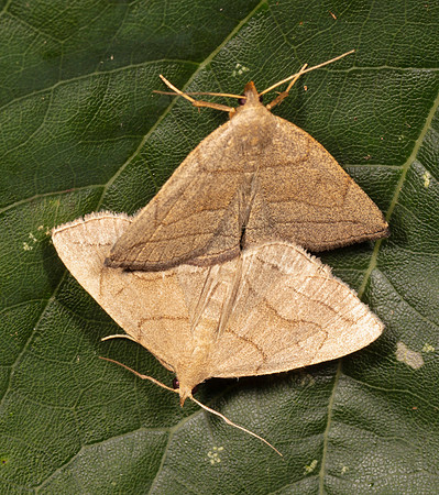 Early Fan-foot, Zanclognatha cruralis, Highland County, Ohio, August 8, 2020