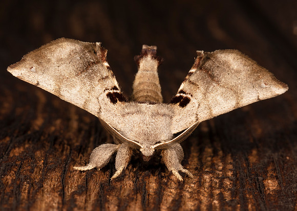 Spotted Apatelodes, Apatelodes torrefacta, Highland County, Ohio, June 26, 2020