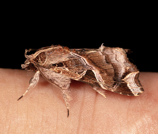 Florida Fern Moth, Callopistria floridensis, Franklin County, Ohio, August 22, 2020