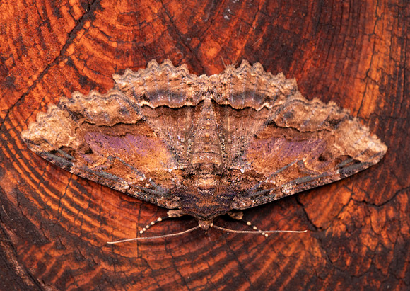 Colorful Zale, Zale minerea, Highland County, Ohio, July 17, 2021 (39) copy