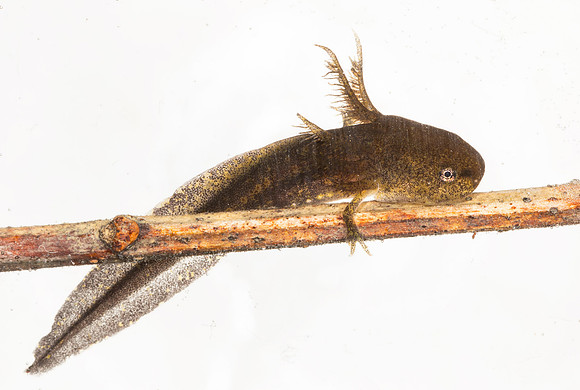 Marbled Salamander, larva, Ambystoma opacum, Adams County, Ohio, March 2, 2019