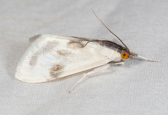 The Oystershell, Cliniodes ostreonalis, Highland County, Ohio, July 17, 2020