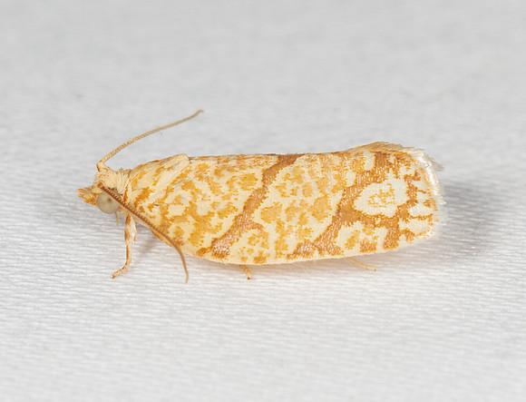 Yellow-winged Oak Leafroller Moth, Argyrotaenia quercifoliana, Crawford County, Ohio, July 7, 2020