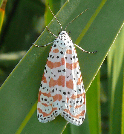 Bella moth, Utetheisa bella, Georgia, November 22, 2013