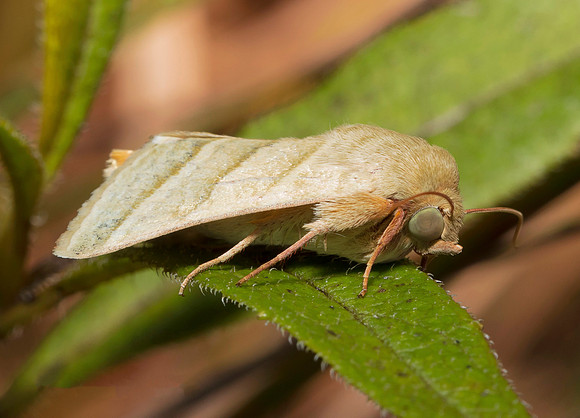 Tobacco Budworm Moth, Heliothis virescens, Pike County, Ohio, September 26, 2018 (2)