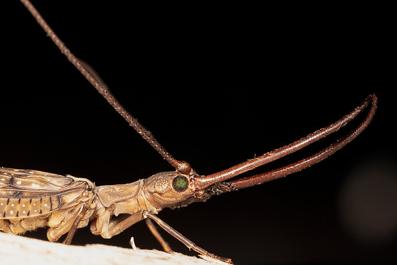 Dobsonfly, Corydalus cornutus, Highland County, Ohio, July 17, 2020 (2)